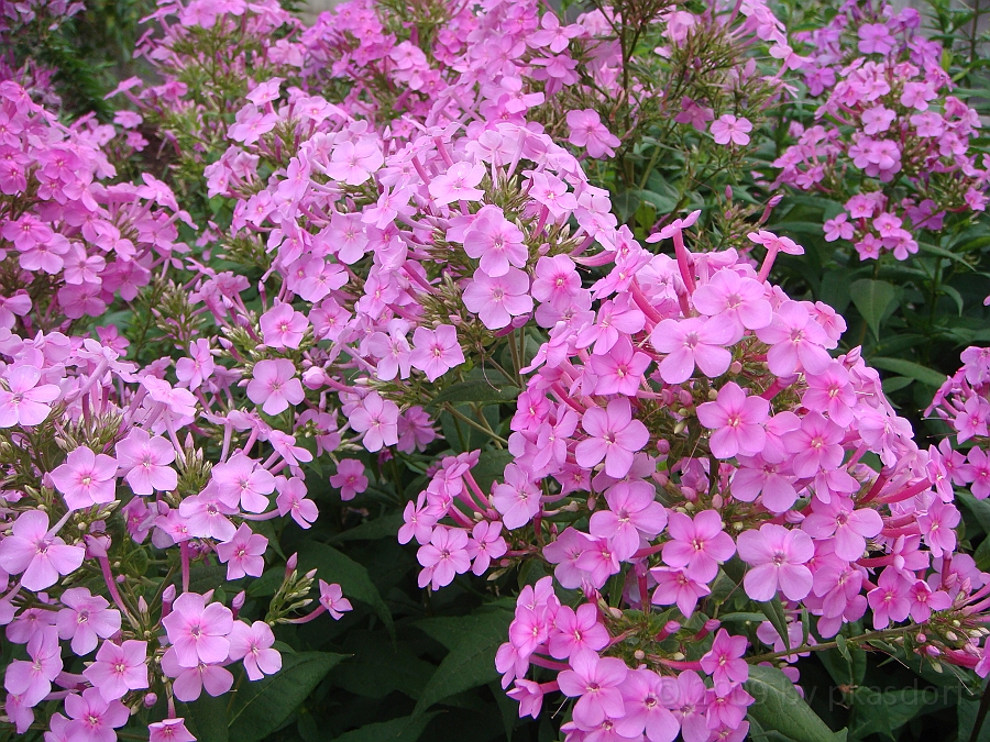 Washington DC [2009 July 03] 058.JPG - Scenes from The Smithsonian Butterfly Habitat Garden